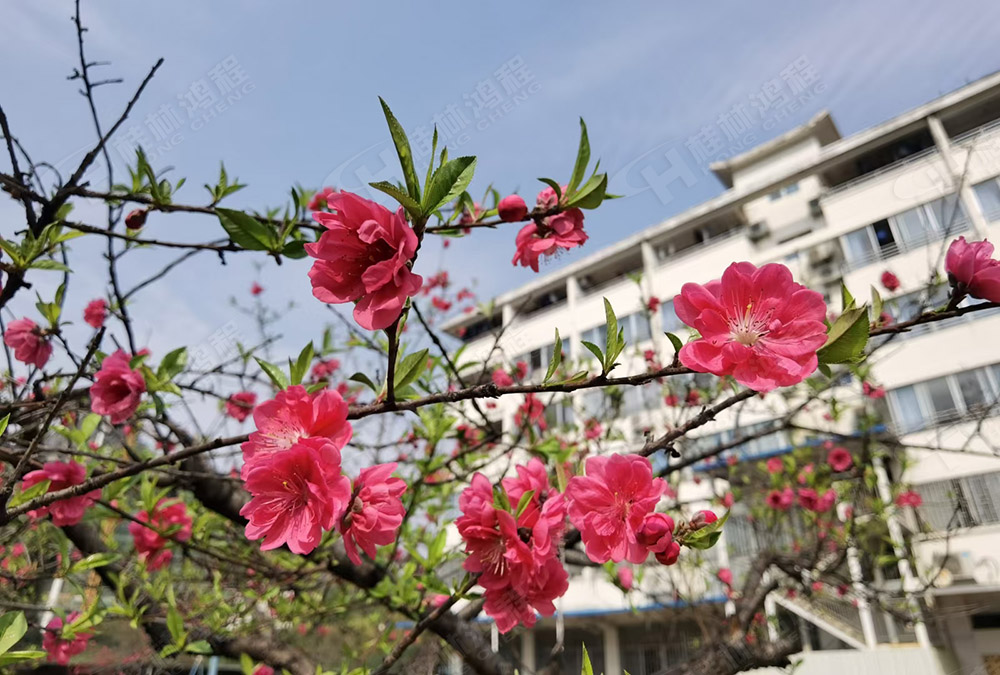 桂林鴻程花團(tuán)錦簇，滿園春色，邀您一起共賞春景，共商大計(jì)！